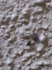 Parasteatoda tepidariorum