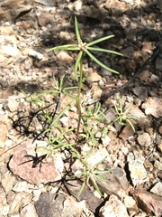 Portulaca suffrutescens