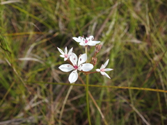 Burchardia umbellata