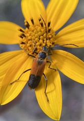 Chauliognathus limbicollis