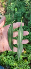 Helianthus verticillatus
