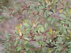 Arbutus