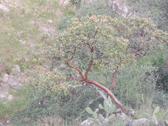 Arbutus