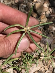Portulaca suffrutescens