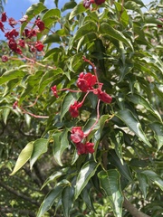 Staphylea japonica