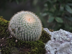 Mammillaria