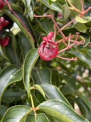 Staphylea japonica