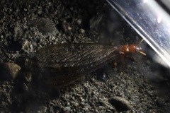 Zootermopsis