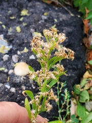 Solidago bicolor