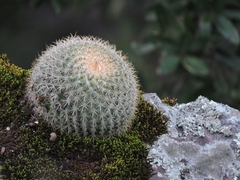 Mammillaria