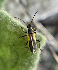 Chauliognathus opacus