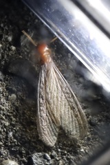 Zootermopsis