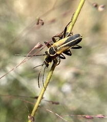 Chauliognathus opacus