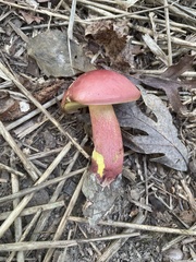 Baorangia