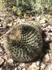 Mammillaria heyderi