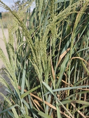 Panicum amarum