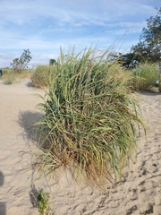 Panicum amarum
