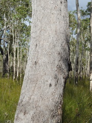 Eucalyptus acmenoides