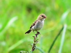 Sporophila morelleti
