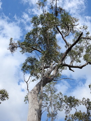 Eucalyptus acmenoides