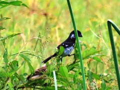 Sporophila morelleti