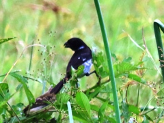 Sporophila morelleti