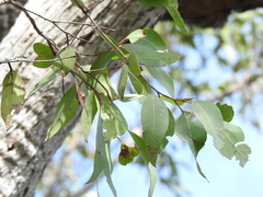 Eucalyptus acmenoides