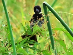 Sporophila morelleti