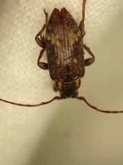 Lamiinae