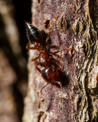 Crematogaster ashmeadi