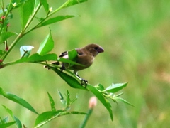 Sporophila morelleti