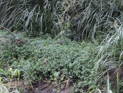 Gallirallus philippensis