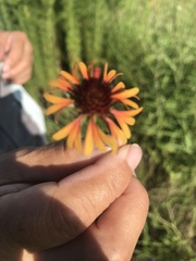 Gaillardia aestivalis