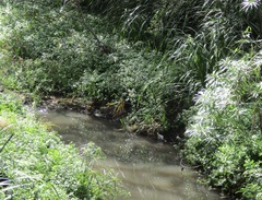 Gallirallus philippensis