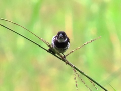 Sporophila morelleti