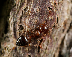 Crematogaster ashmeadi