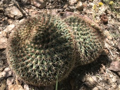 Mammillaria heyderi