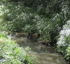 Gallirallus philippensis