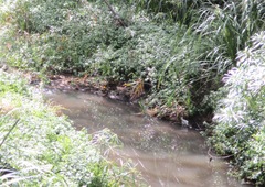 Gallirallus philippensis