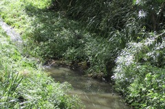 Gallirallus philippensis