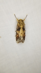 Spodoptera latifascia