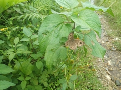 Papilionoidea