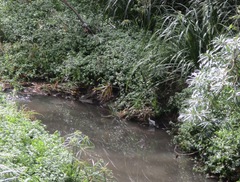 Gallirallus philippensis