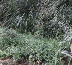 Gallirallus philippensis