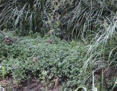 Gallirallus philippensis