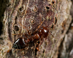 Crematogaster ashmeadi