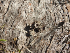Eucalyptus acmenoides