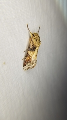 Spodoptera latifascia