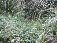 Gallirallus philippensis