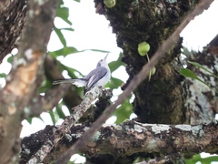 Polioptila albiloris